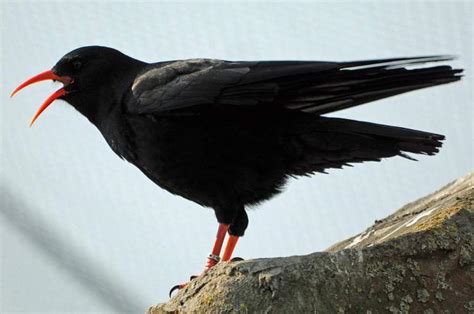 15 splendidi uccelli neri con becco rosso (immagini e fatti) .